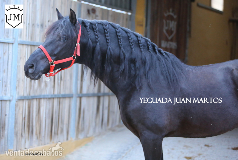 Caballos Pura Raza Española (P.R.E.) - Semental negro azabache en venta in 