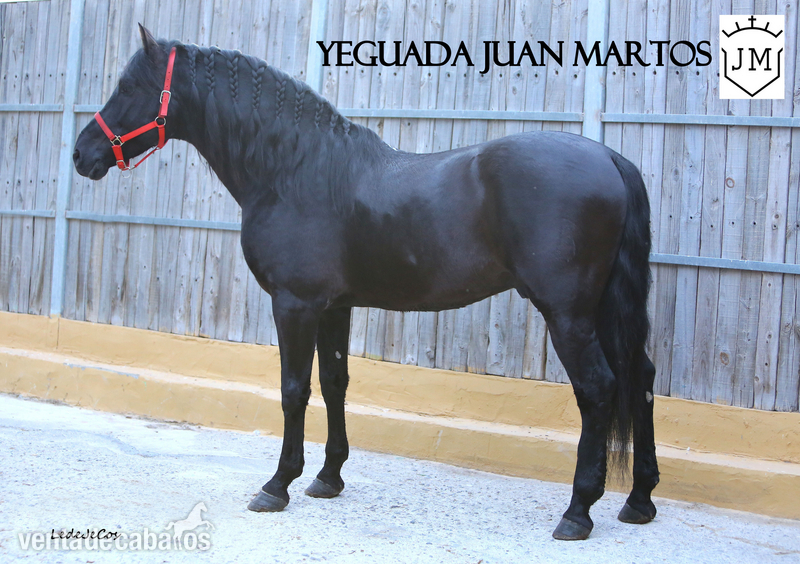 Caballos Pura Raza Española (P.R.E.) - Semental negro azabache en venta