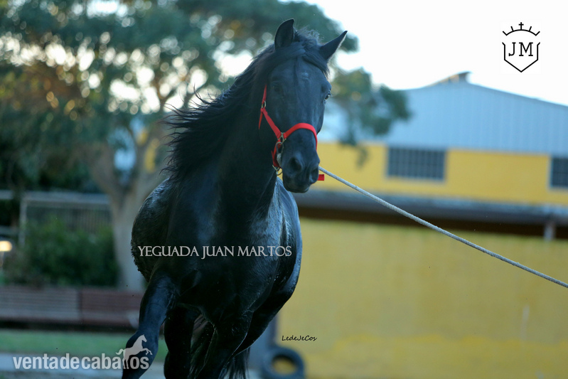 Caballos Pura Raza Española (P.R.E.) Pura Raza Española - Semental negro azabache en venta