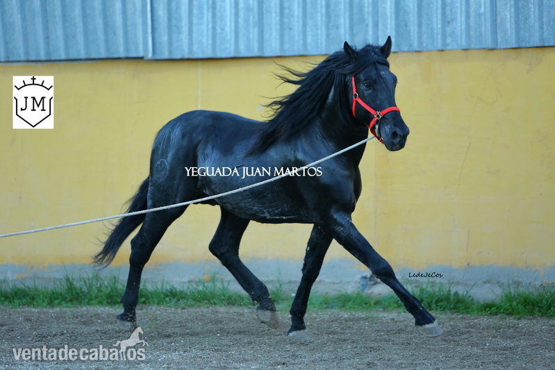 Semental negro azabache en venta - Caballos Pura Raza Española (P.R.E.) Pura Raza Española