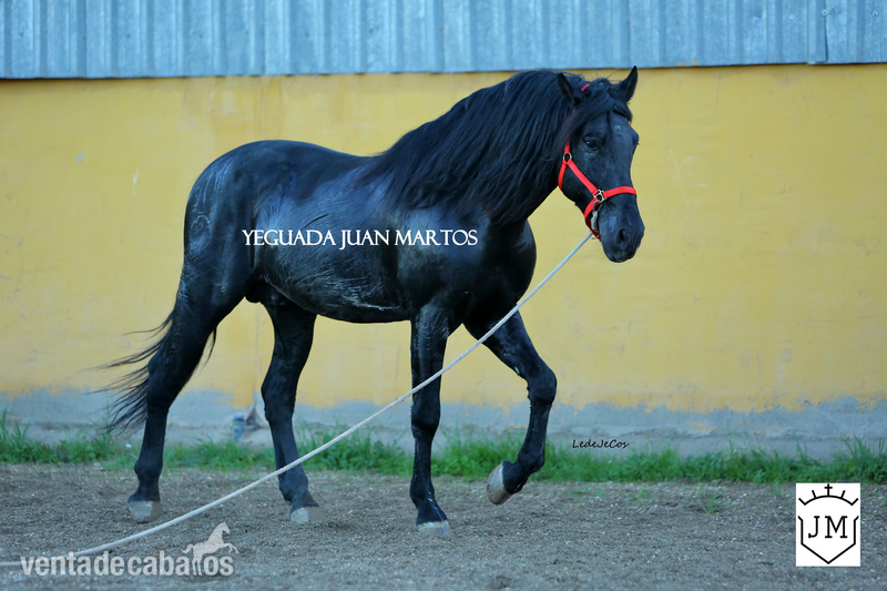 Semental negro azabache en venta - Pura Raza Española