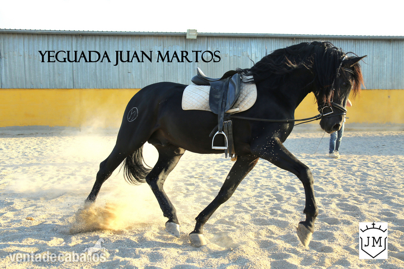 Semental negro azabache en venta - Caballos Pura Raza Española (P.R.E.)