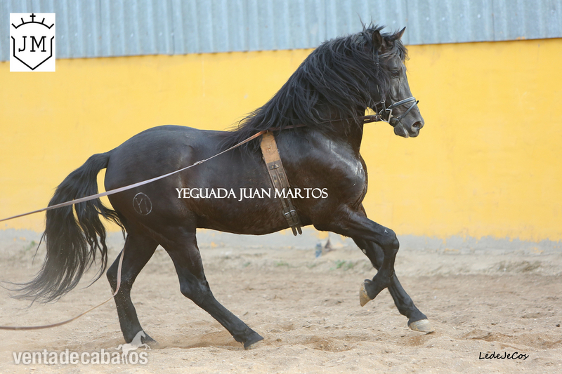 Semental negro azabache en venta