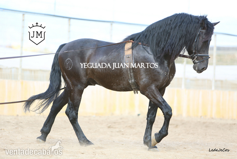  Semental negro azabache en venta