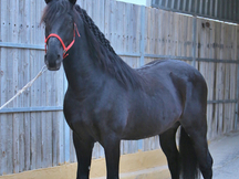 Semental negro azabache en venta