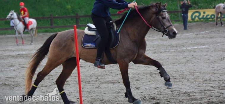 Yeguas Pura Raza Española - PONI D, 7 AÑOS