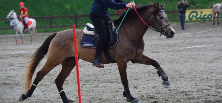 Yeguas Pura Raza Española - PONI D, 7 AÑOS