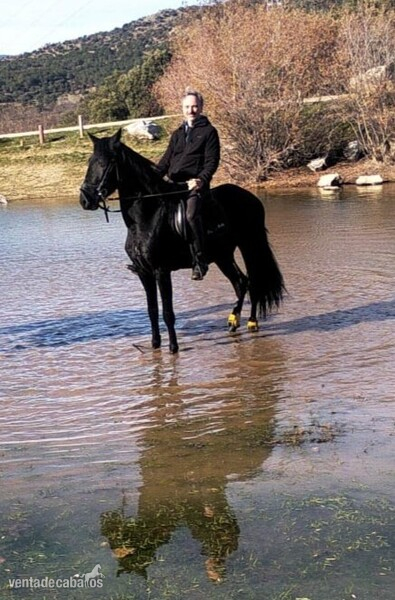 CABALLO 4 AÑOS NEGRO PURO in 