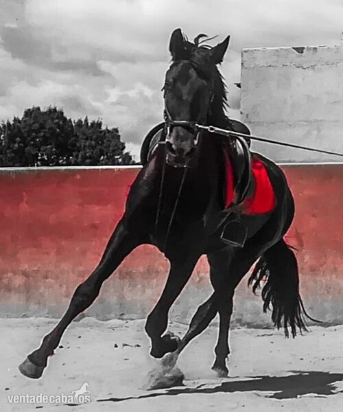 Potros español ingles - CABALLO 4 AÑOS NEGRO PURO