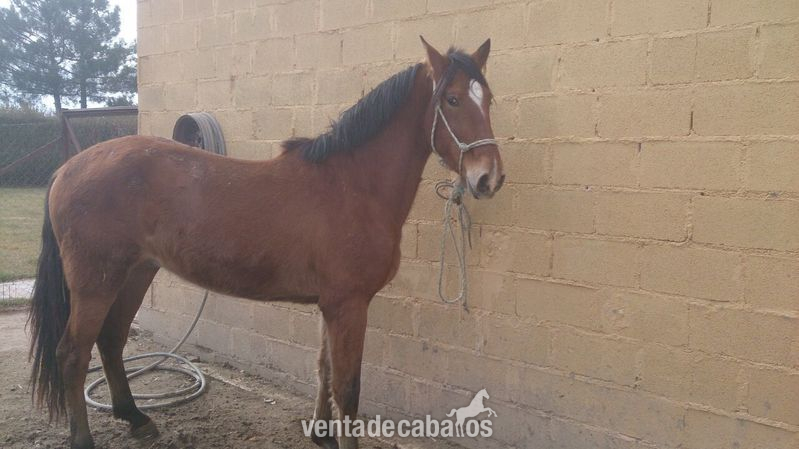 vendo caballo o cambio por quad in 