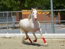 BONITO PRE ALBINO