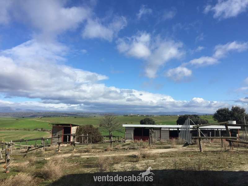 Finca ecuestre - Finca en Brunete in Brunete