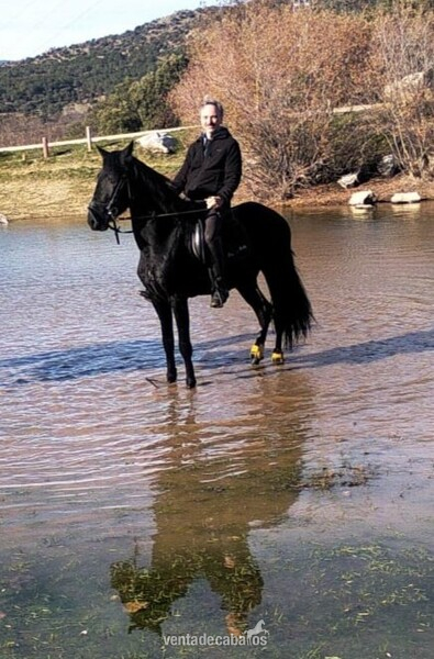 CABALLO 4 AÑOS NEGRO PURO in 