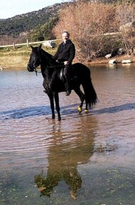 CABALLO 4 AÑOS NEGRO PURO