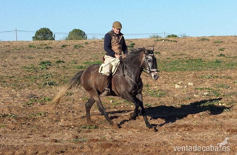 Hispano-Arabe