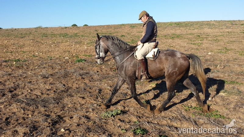 Hispano-Arabe {TYPE}