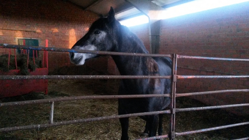 Caballos Capados Hispano-Arabe - Vendo 1 yegua