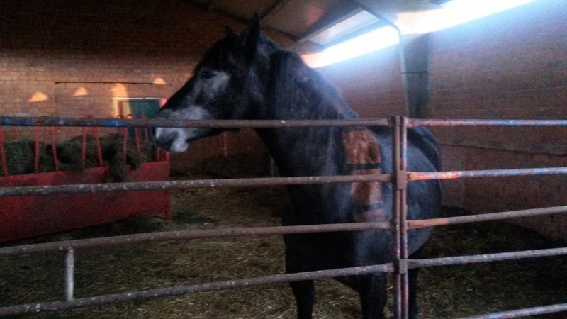 Vendo 1 yegua - Caballos Capados Hispano-Arabe