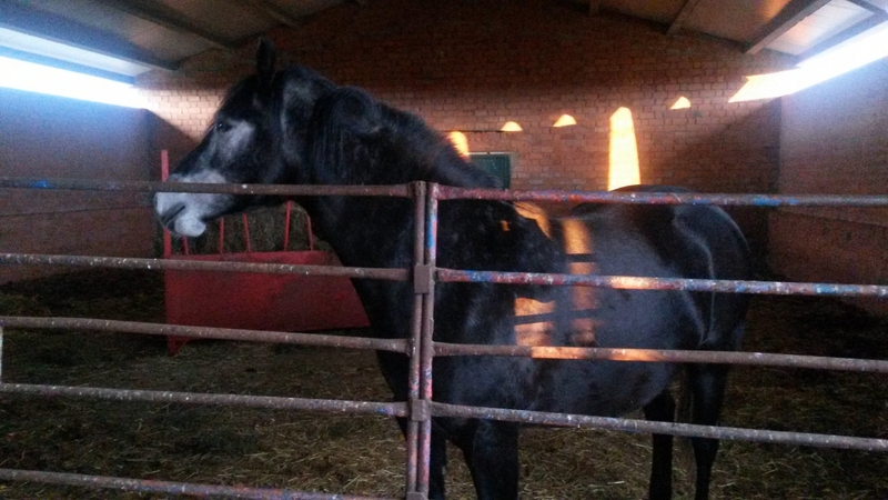 Vendo 1 yegua - Caballos Capados