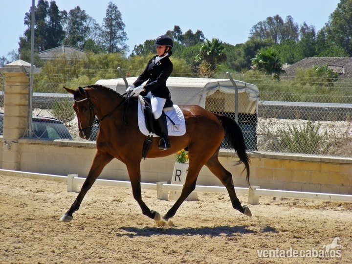 Se vende caballo CDE in 