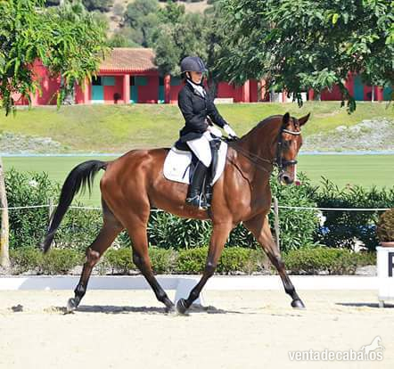 Caballo de Deporte Español (CDE)