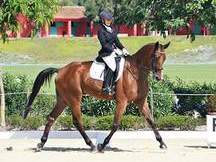 Se vende caballo CDE