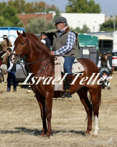CABALLO PRE ALAZAN  in 
