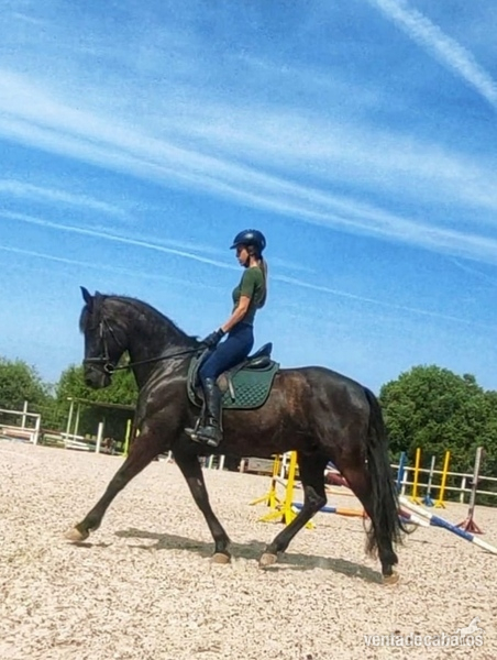 caballo cruzado español in 