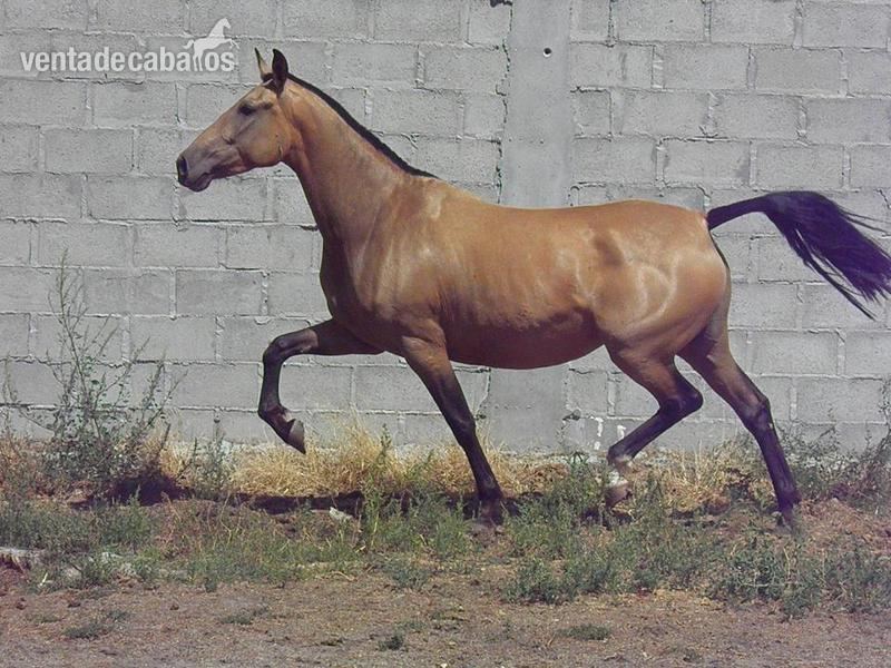 YEGUAS PRE (IMPULSION) in 