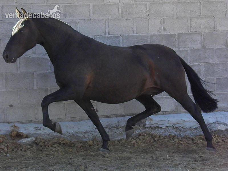 Pura Raza Española {TYPE}