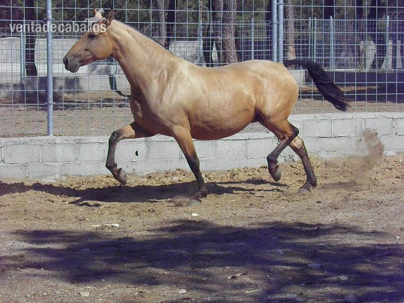 Caballos Pura Raza Española (P.R.E.) Pura Raza Española - YEGUAS PRE (IMPULSION)