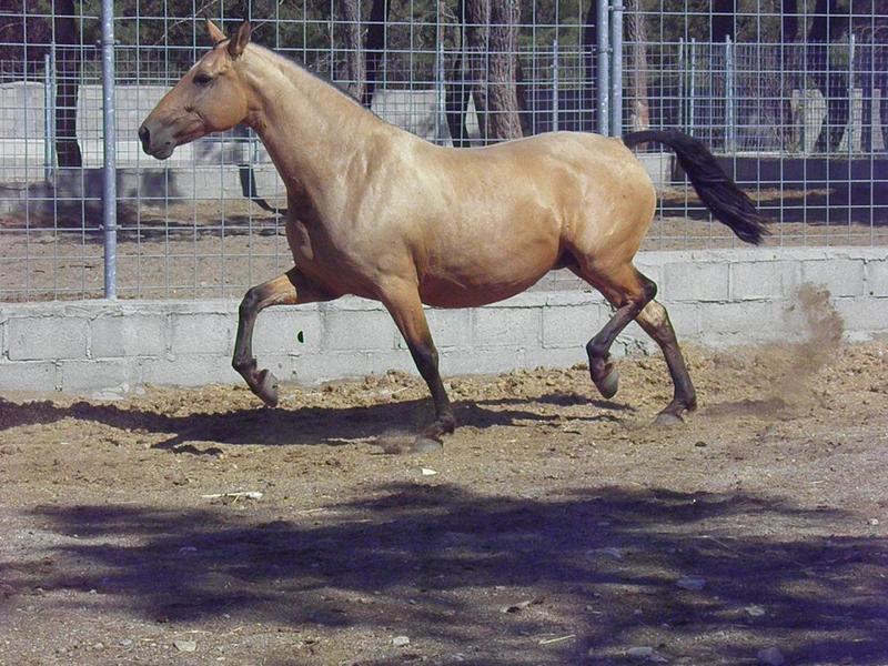 Caballos Pura Raza Española (P.R.E.) Pura Raza Española - YEGUAS PRE (IMPULSION)