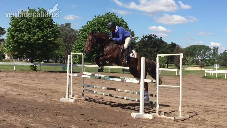 Caballo de salto in 