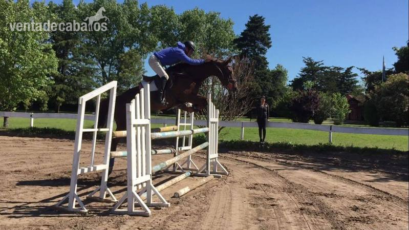 Caballos Capados Silla Americano - Caballo de salto