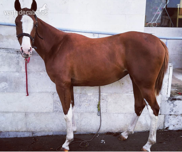 Hanoveriana con carta  in 