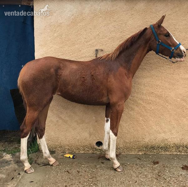 Potras Hannoveriano - Hanoveriana con carta 