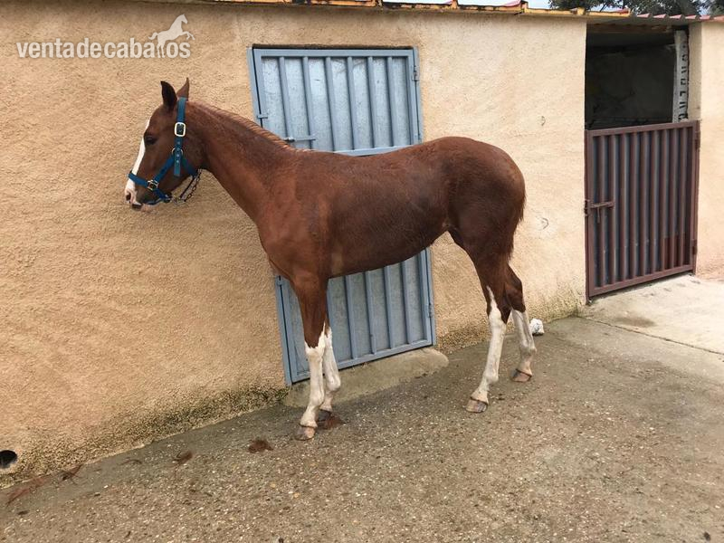 Hanoveriana con carta  - Potras Hannoveriano