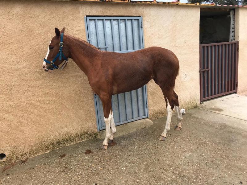 Hanoveriana con carta  - Potras Hannoveriano