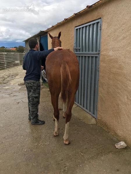 Hanoveriana con carta  - Hannoveriano