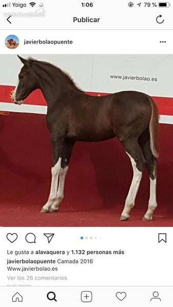 Hanoveriana con carta  - Potras