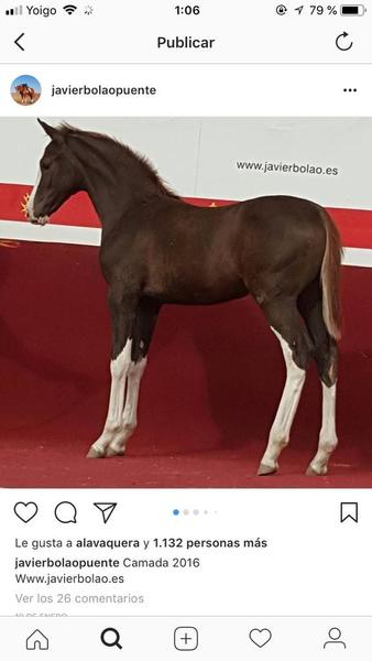 Hanoveriana con carta  - Potras