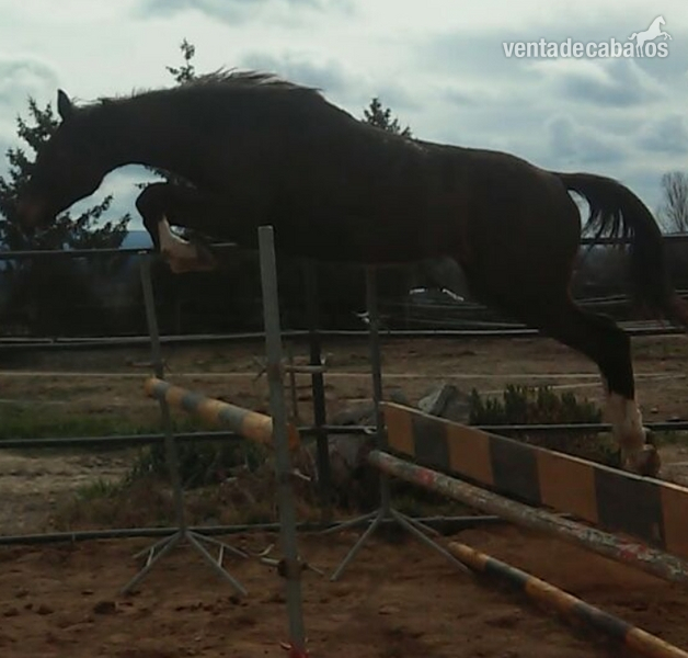 potro de salto muy buen origen in 