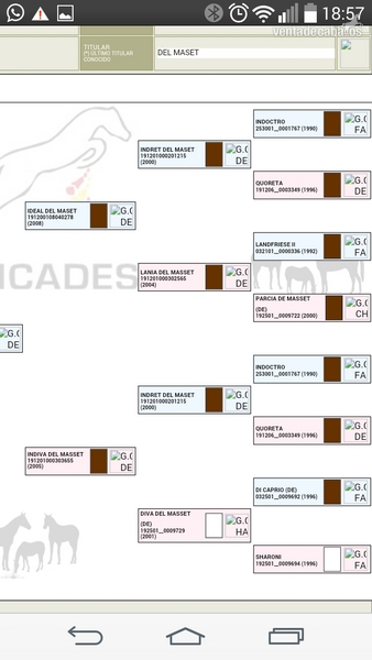 Caballo de Deporte Español (CDE)