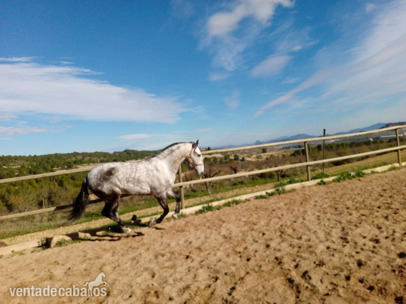 Lusitano