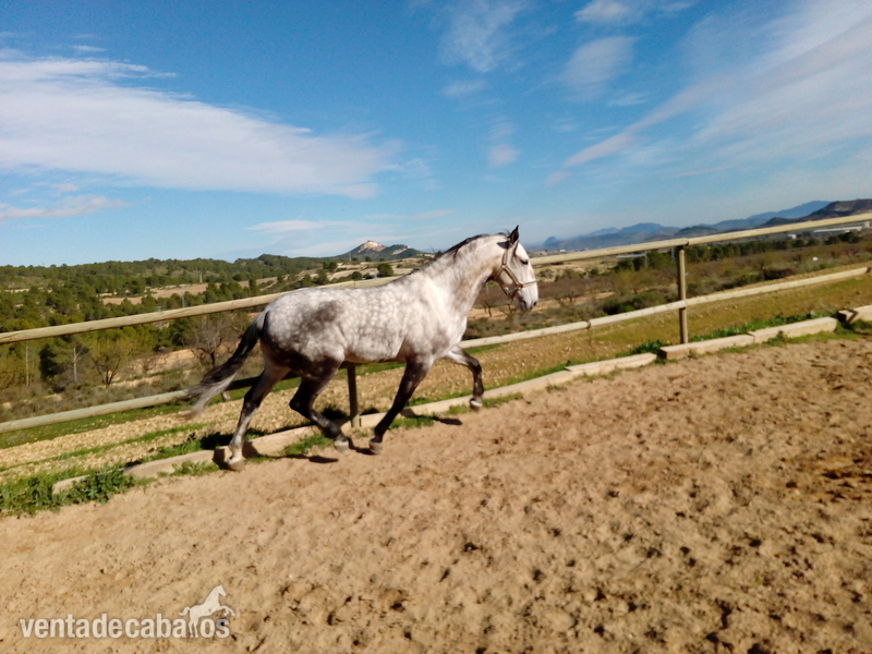 Lusitano {TYPE}