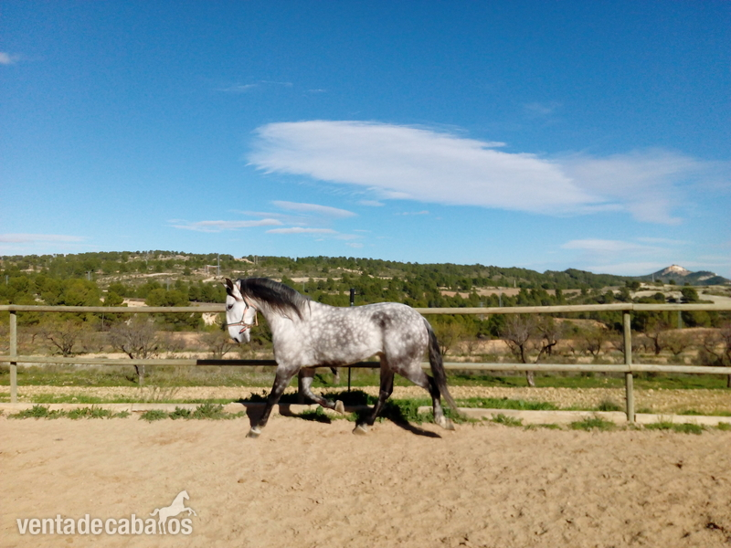 Caballos Capados Lusitano - Caballo lusitano en venta con 5años,1.60 de alzada,montado.