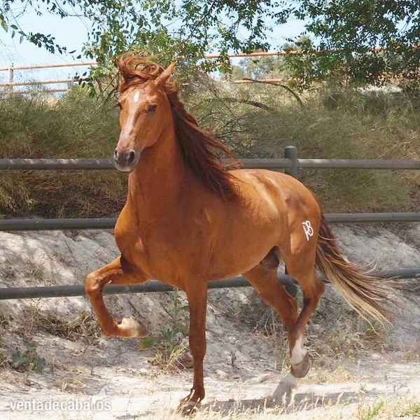 Caballo P.R.E cartujano alazán. in 