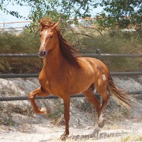 Caballo P.R.E cartujano alazán.