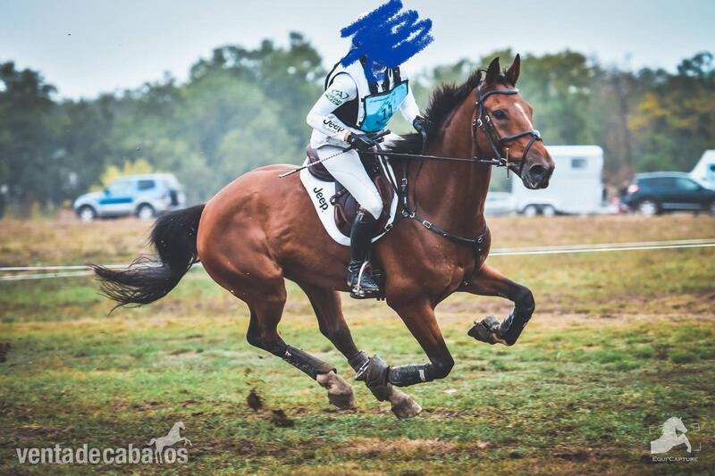 Caballo de Completo in 