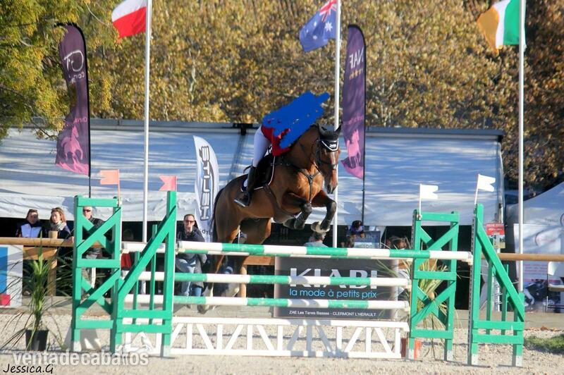 Caballos Capados Silla francés - Caballo de Completo